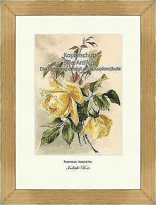 Indische Rose Rosa Indica Begalrose Chinarose Rosengewächse Vilmorin A4 306