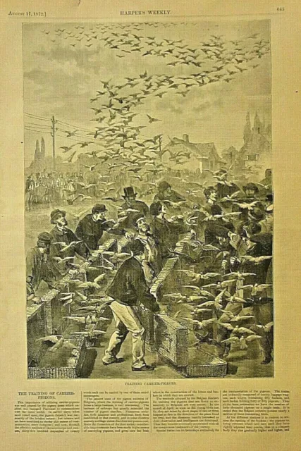 Training Pigeons, Homing Pigeons, Birds, w/text, Vintage 1872 Antique Art Print