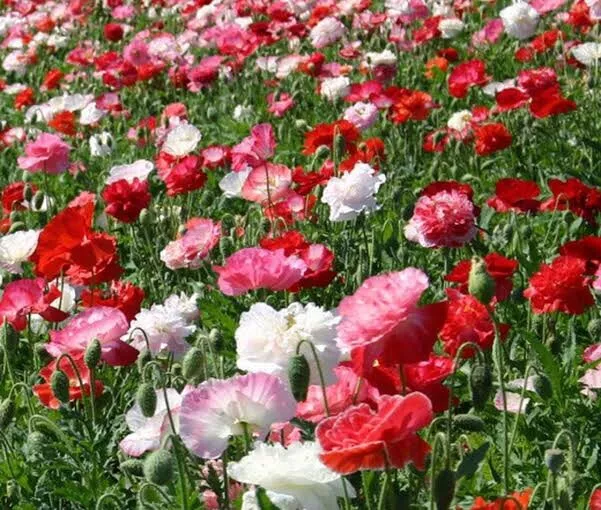 POPPY Shirley Double Mix 500+ seeds flower garden