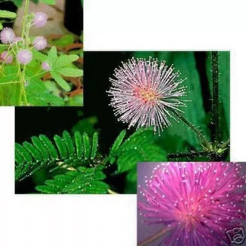 SAMEN Zimmerpflanze die Mimose, zierliche Blüten zart rosa.