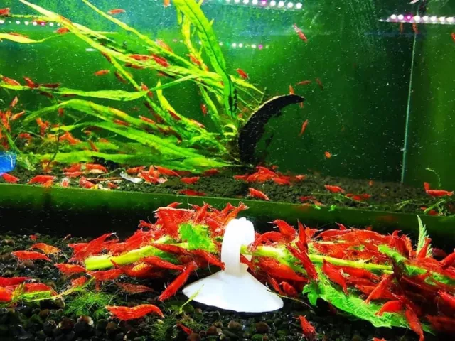 10+1 Fire Red Cherry - Freshwater Neocaridina Aquarium Shrimp. Live Guarantee
