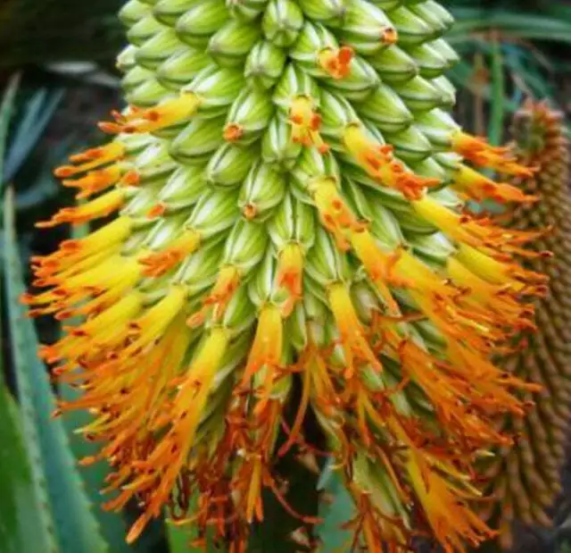 Aloe thraskii SEEDS