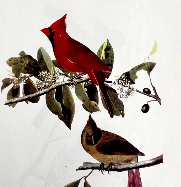 Cardinal Bird Lithograph 1950 Audubon Antique Art Print Finches DWP6A