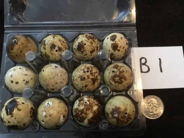 12 huevos de codorniz de color natural real soplados un agujero artesanías de Pascua B1