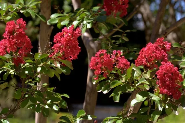 LAGERSTROEMIA INDICA RED Imperator Lilas des Indes - PicClick FR