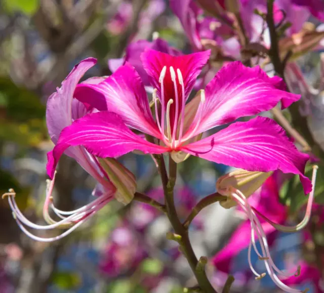 Bauhinia purpurea