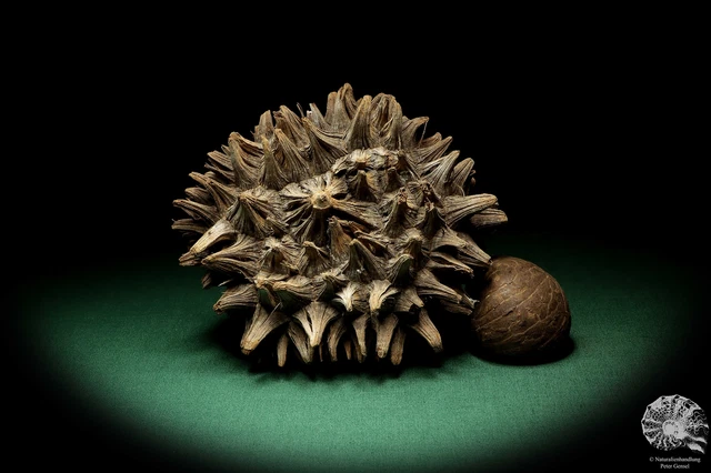 Phytelephas macrocarpa Sudamérica palma reciente frutos secos fruta seca decoración