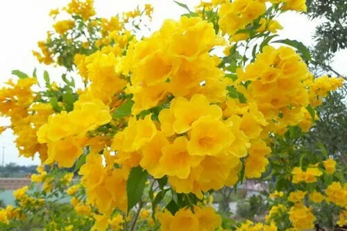 10 GOLDEN MIMOSA Acacia Baileyana Yellow Wattle Tree Flower Seeds Pack R