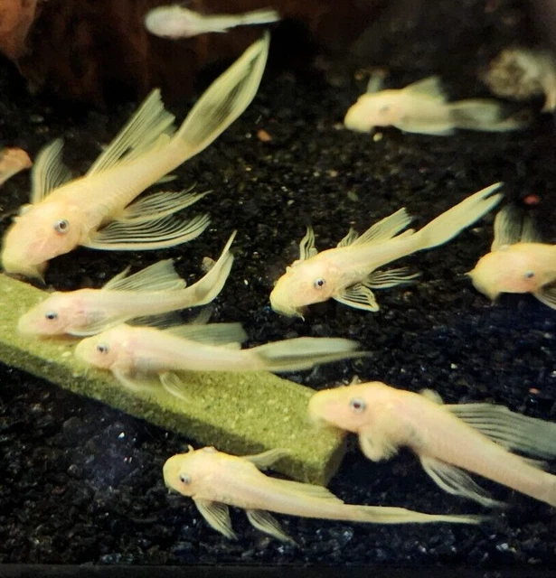 (1)L144-Blue Eye Lemon Longfin Bristlenose Pleco 1"+