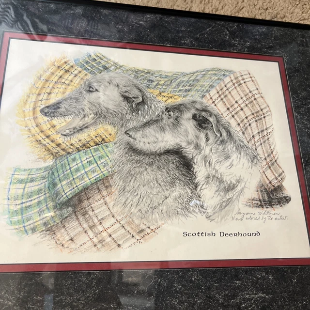 Scottish Deerhound Print Suzanne Whitman Hand Colored By Artist ￼