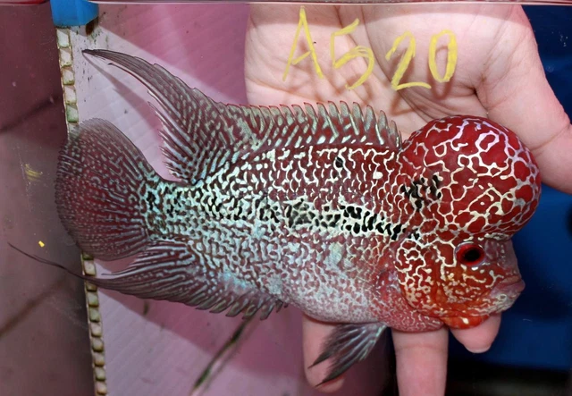 5" High Grade Super Red Dragon A520