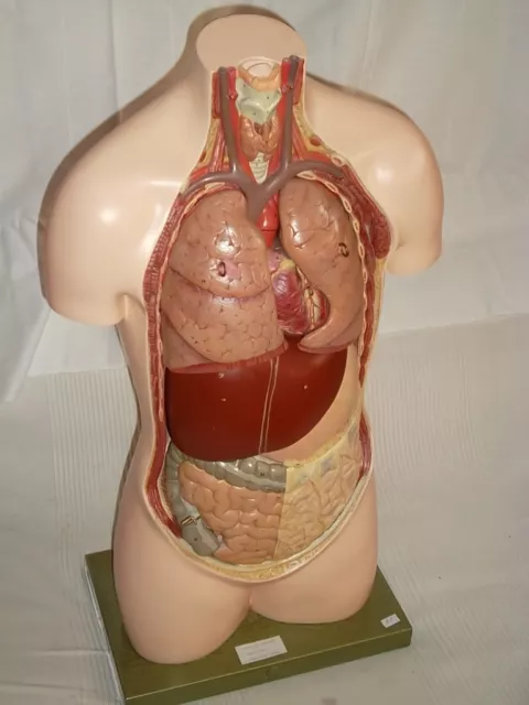 Somso Gipsmodell Torso Lehrmodell menschlicher Körper Anatomiemodell Nr.81