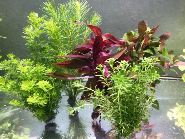 5 Bund Aquariumpflanzen Wasserpflanzen Pflanzen Pflanze Aquarium