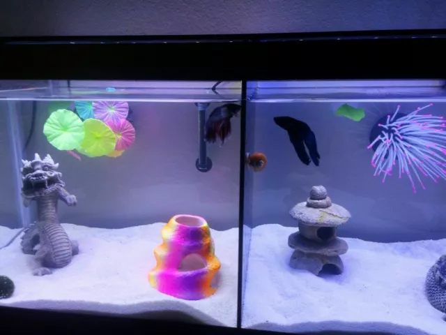 Top Fin 5 Gallon Fish Tank Divider ( No Suction Cups Required)