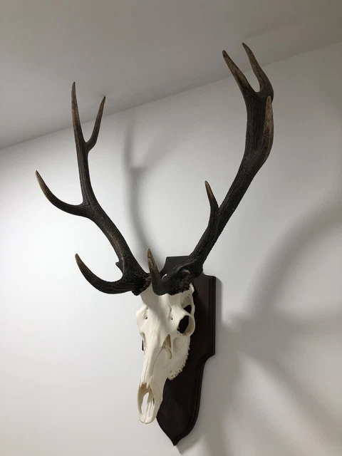 Patte De Cerf Naturalisée - Trophée De Chasse Ou Décoration Cabinet De Curiosités