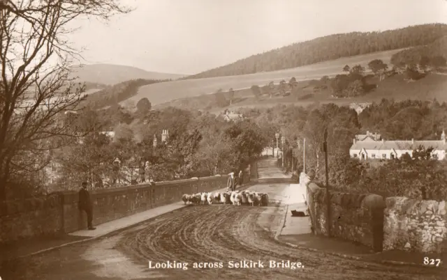 RP Postcard - Sheep Crossing Selkirk Bridge, Scotland, 1912.