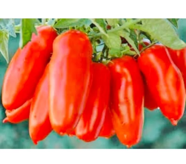 San Marzano Pflaume Tomatensamen, Premiumqualität, gentechnikfrei, 50+ Samen 2