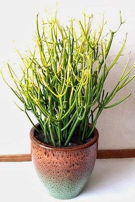 sac Heirloom Euphorbia tirucalli Graines bio Euphorbiaceae Plante Bonsai pot Succulent Planta Facile à cultiver 30pcs 