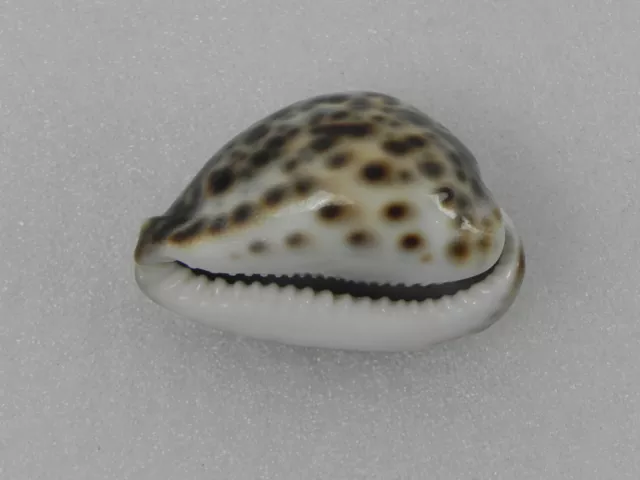 Conchiglia Cyprea Tigris SHELL 72mm 2