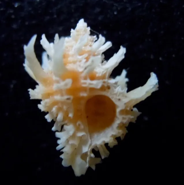 seashell Favartia judithae 13-15mm F+++