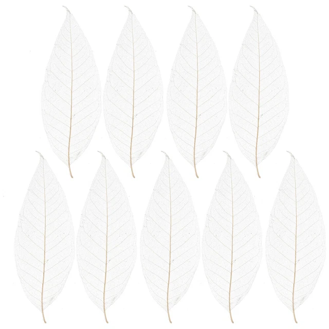 100 Pcs Bambus Skelettblätter Zum Basteln Getrocknete Blattkunst