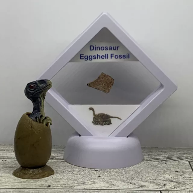 Dinosaur Eggshell Fossil Authentic in Display Case with Raptor Toy