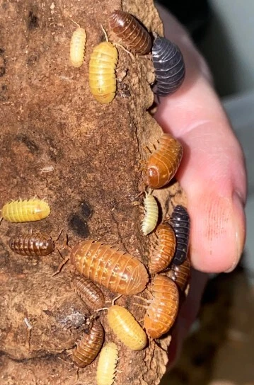 30 Armadillidium Vulgare (Gem Mix) woodlice, isopod, bioactive - Amazing Colour