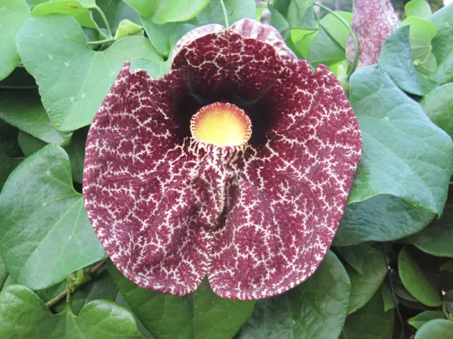 Gespensterblume  Aristolochia elegans  25 Samen Pfeifenblume Pfeifenwinde