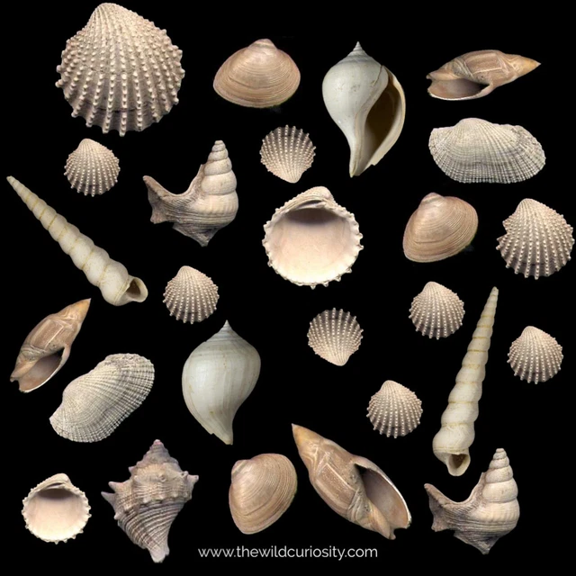 Mini Fossil Shell Selection | Bartonian Eocene | Fossilised Gastropod | Mollusc