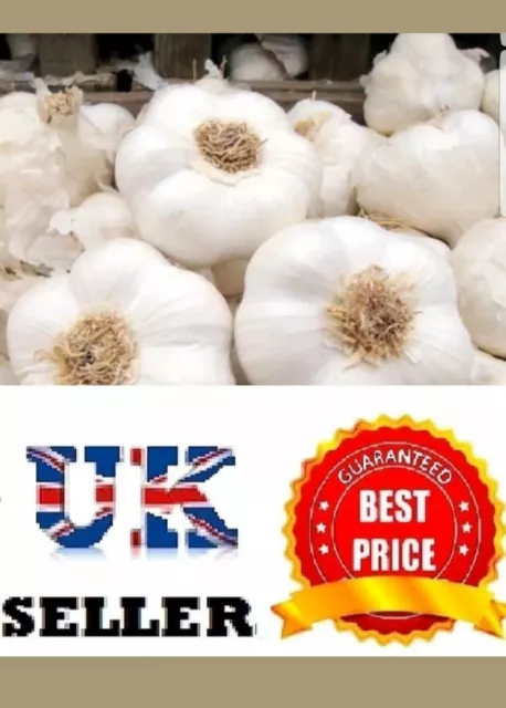 Garlic Cloves "Solent Wight" From Bulbs - Viable Cloves- Uk Seller