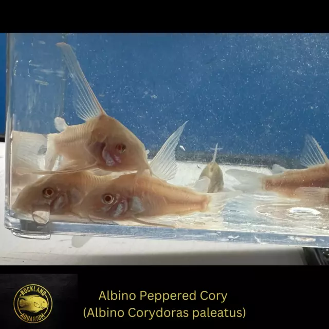(Pack of 6) Corydoras Paleatus ALbino Pepper Cory Catfish - Live Fish (75" - 1")
