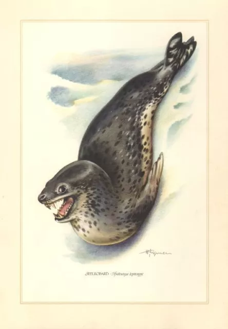 Seeleopard  Hydrurga leptonyx  Robbe Südpolar   Farbdruck 1958 Zoologie
