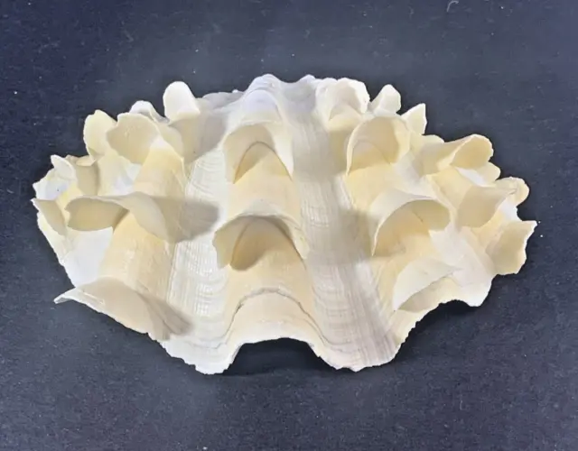 Squamosa Tridacna Ruffled Scalloped Clam Shell Natural Seashell Half 6" x 4"