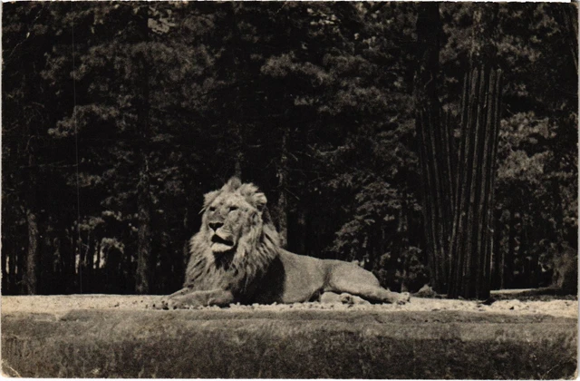 CPA PARIS Bois de Vincennes Un Lion Zoological Park (1241047)