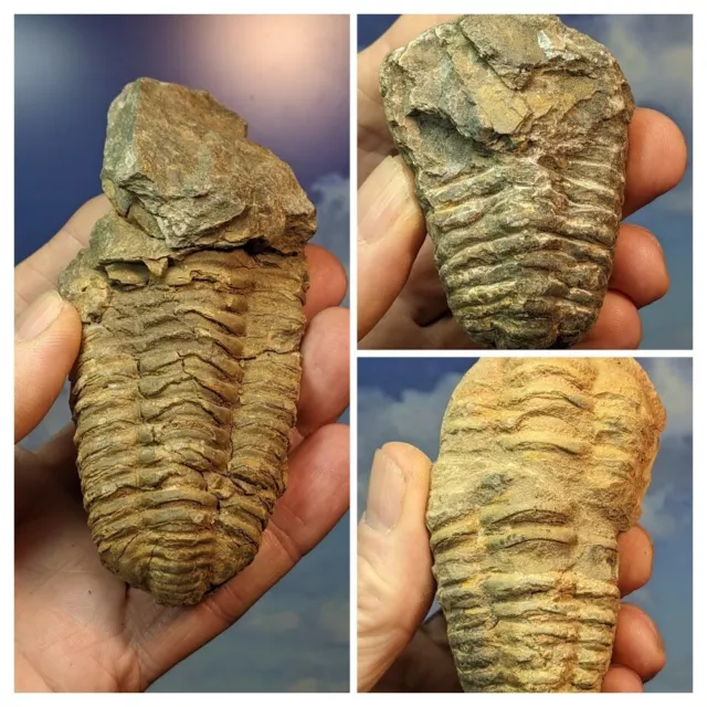 Trilobit Flexicalymen Fossilien. Verpacktes Dreierset. Niedrige Qualität. Mit Infokarte.