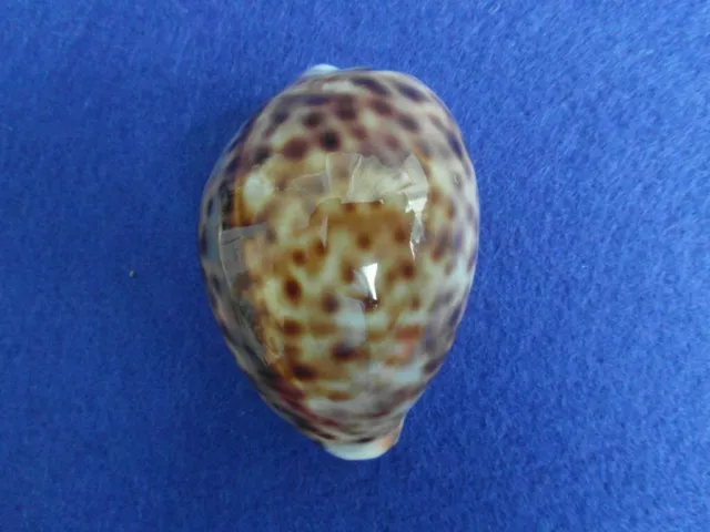 CYPRAEA  TIGRIS PARDALIS - f.NANA - INDIA - 60mm. - F+++