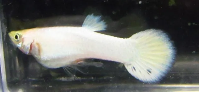 Platinum White Male Guppy LIVE FISH Read Description