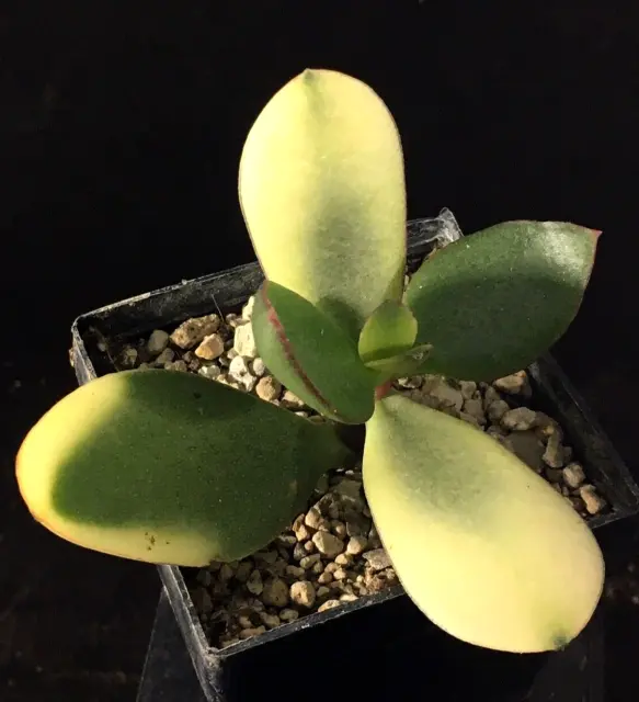 Crassula ovata f. variegata hort.      we/o.r.         no Huernia,Duvalia,Gasoul