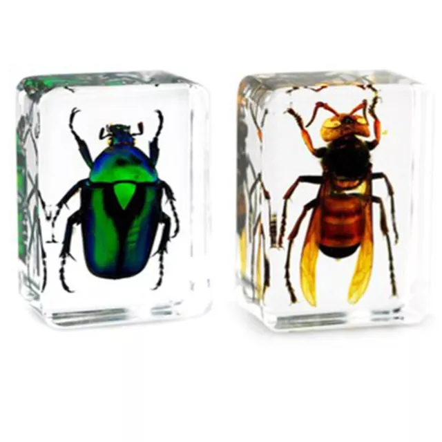 Common Bee Green Chafer in Clear Paperweight Education Resin Insect Specimen