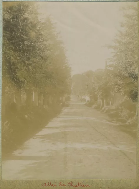 Allée du Château de Lion-sur-Mer (Calvados). Tirage citrate circa 1900.