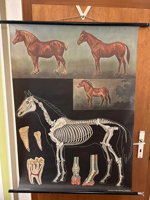 Poster Kollektion Anatomie Skelett AnatomyStuff Poster Zur Anatomie Des Hundes, 45 X 60 Cm Tier Rztliche Anatomie Und Physiologie 484745 Muskel Hund