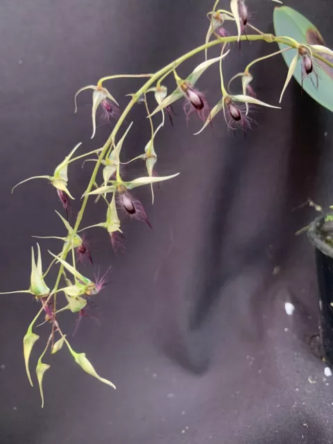 Species Orchid - Bulbophyllum jolandae