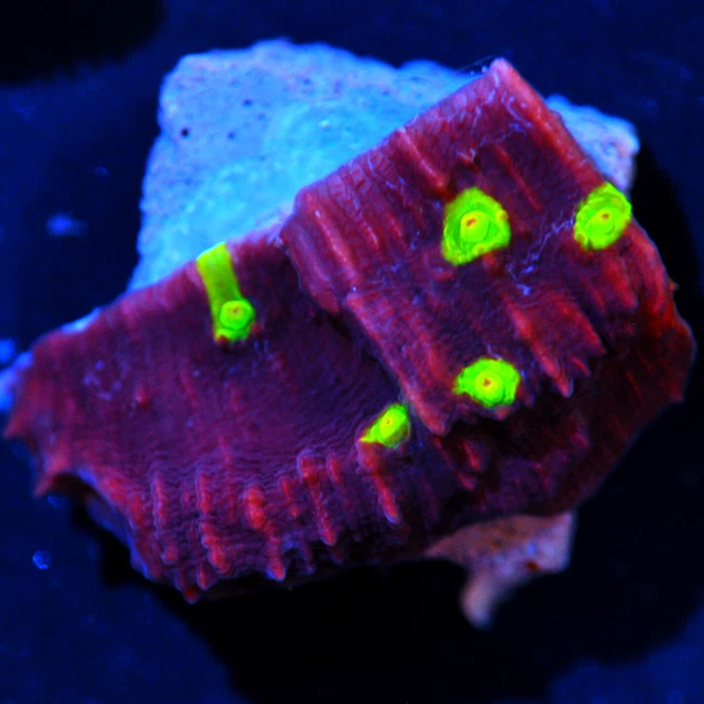 CORALS OF EDEN ~  Live Coral Frag ~ Golden Eye Chalice Coral LPS SPS