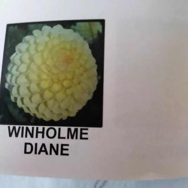 5 X Winholme Diane Dahlia Plants