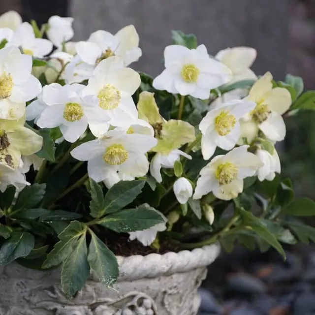 Helleborus niger- Rose de Noël - Hellébore noire