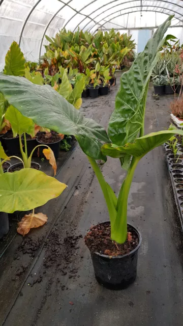 Alocasia macrorrhiza / Oreille d'Elephant conteneur de 2 à 2.9 litres