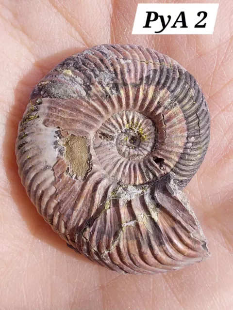 Pyritised Ammonite From Russia. 🐚 Fossil  🐚 Crystal💖