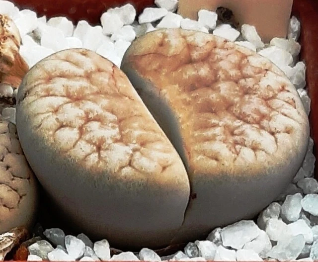 Semi Di Lithops Ruschiorum C316 - 50 Semi 2021 - Pianta Pietra Vivente - Succulenta
