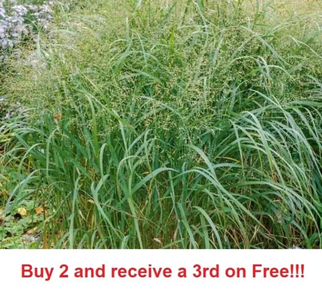 1000+ SWITCH GRASS Seeds Native Prairie Tall Grass Clumping Ornamental Perennial