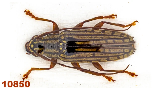 Cerambycidae: Tmesisternus sp.  A1, 12 mm, 1 pc